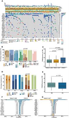 Comprehensive genomic profiling reveals prognostic signatures and insights into the molecular landscape of colorectal cancer